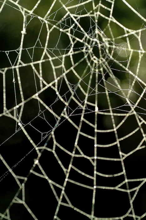 Framed Print : Spiderweb with Water Drops Print Framed Print : Spiderweb with Water Drops Print