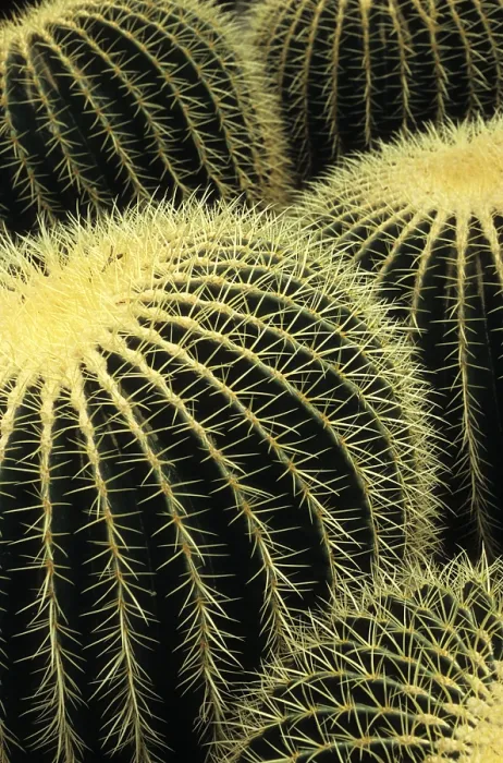 Framed Print : Cactuses in Close Proximity Print Framed Print : Cactuses in Close Proximity Print