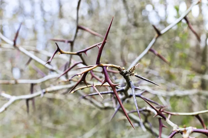 Framed Print : Spines on bare acacia branches in spring Print Framed Print : Spines on bare acacia branches in spring Print