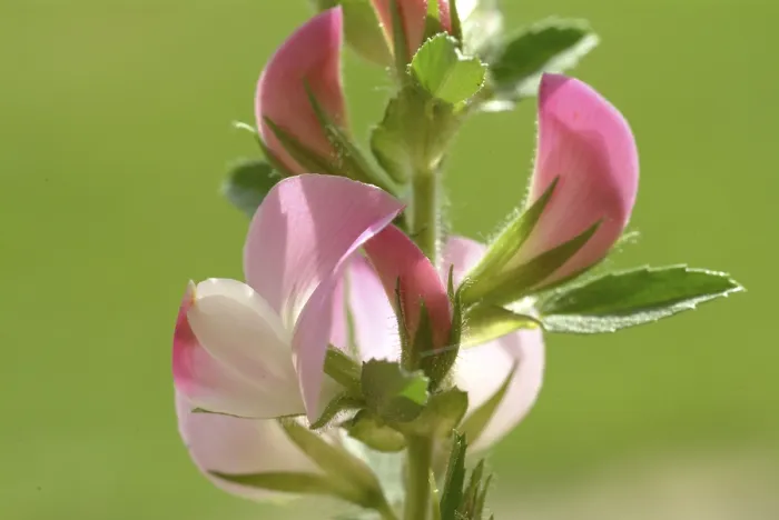 Framed Print : Spiny Restharrow Print (Ononis spinosa) Framed Print : Spiny Restharrow Print (Ononis spinosa)