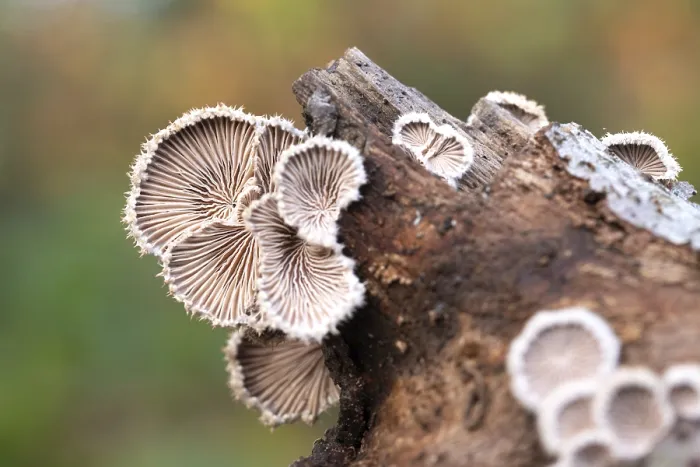 Framed Print : Split Gill (Schizophyllum commune) Print, Velbert, Germany Framed Print : Split Gill (Schizophyllum commune) Print, Velbert, Germany