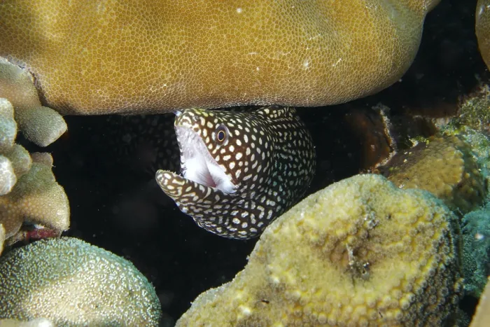 Framed Print : A Spotted Moray Eel Print Framed Print : A Spotted Moray Eel Print