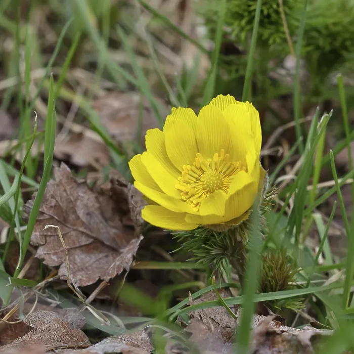 Framed Print : Spring Adonis (Adonis vernalis) Print, Wilnsdorf, Germany Framed Print : Spring Adonis (Adonis vernalis) Print, Wilnsdorf, Germany