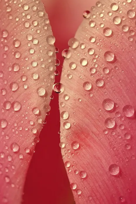 Framed Print : Colorful Spring Print with Macro Water Drops on a Flower