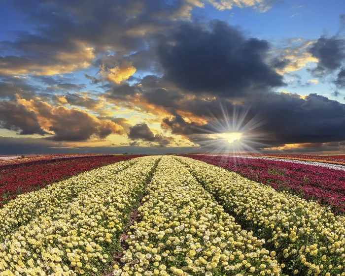 Framed Print : Spring Cloud Print at Sunset in a Blooming Garden Framed Print : Spring Cloud Print at Sunset in a Blooming Garden