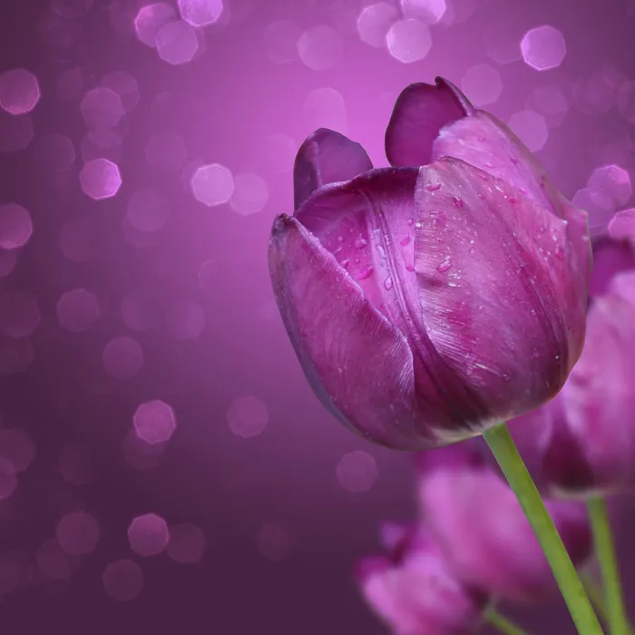 Framed Print : Spring Print - Women's Day Celebration Framed Print : Spring Print - Women's Day Celebration