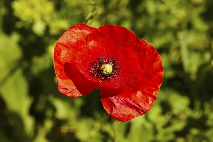 Framed Print : Spring in Crete, Macro Print of Corn Poppy Framed Print : Spring in Crete, Macro Print of Corn Poppy
