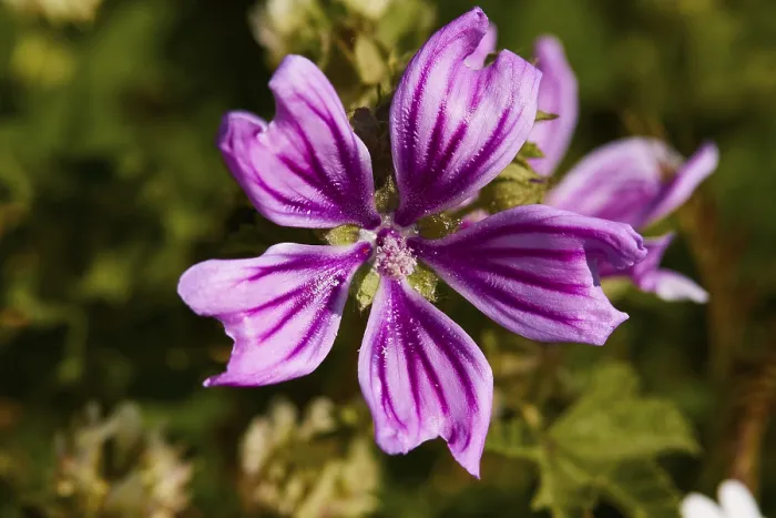 Framed Print : Print of Wild Mallow in Crete, Greece Framed Print : Print of Wild Mallow in Crete, Greece