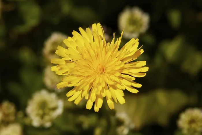 Framed Print : Spring in Crete, Print: Macro Dandelion Flower Framed Print : Spring in Crete, Print: Macro Dandelion Flower