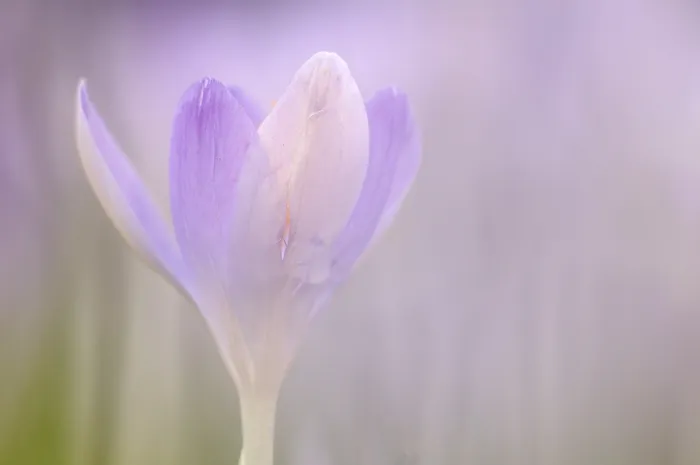 Framed Print : Spring Crocus (Crocus albiflorus) Print Framed Print : Spring Crocus (Crocus albiflorus) Print