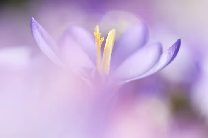 Framed Print : Spring Crocus (Crocus vernus) Print Framed Print : Spring Crocus (Crocus vernus) Print