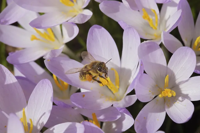 Framed Print : Spring Crocus (Crocus vernus), Bee Print Framed Print : Spring Crocus (Crocus vernus), Bee Print