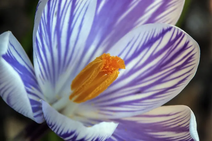 Framed Print : Spring Crocus (Crocus vernus) Print, Baden-Württemberg, Germany Framed Print : Spring Crocus (Crocus vernus) Print, Baden-Württemberg, Germany