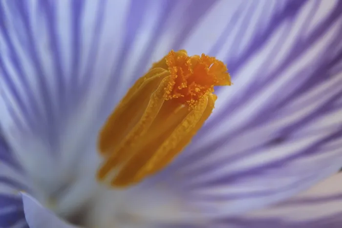Framed Print : Spring Crocus (Crocus vernus) Print, Macro Photograph Framed Print : Spring Crocus (Crocus vernus) Print, Macro Photograph
