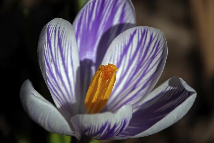 Framed Print : Spring Crocus (Crocus vernus) Print, Macro Photograph Framed Print : Spring Crocus (Crocus vernus) Print, Macro Photograph