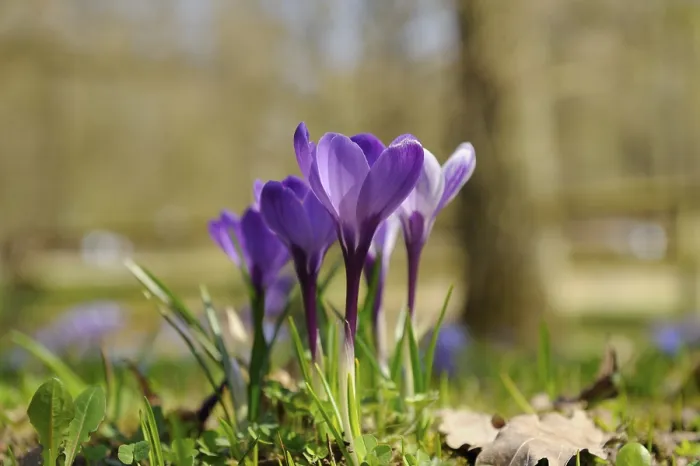 Framed Print : Spring Crocus (Crocus vernus) Print, Bavaria Framed Print : Spring Crocus (Crocus vernus) Print, Bavaria