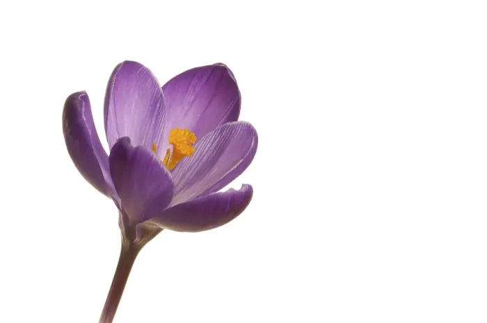 Framed Print : Spring Crocus Print (Crocus vernus hyb.) Framed Print : Spring Crocus Print (Crocus vernus hyb.)