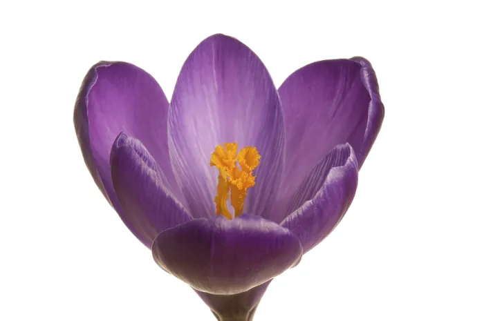 Framed Print : Spring Crocus Print (Crocus vernus hyb.) Framed Print : Spring Crocus Print (Crocus vernus hyb.)