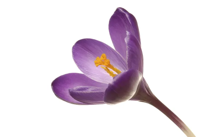 Framed Print : Spring Crocus Print (Crocus vernus hyb.) Framed Print : Spring Crocus Print (Crocus vernus hyb.)
