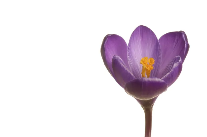Framed Print : Spring Crocus Print (Crocus vernus hyb.) Framed Print : Spring Crocus Print (Crocus vernus hyb.)