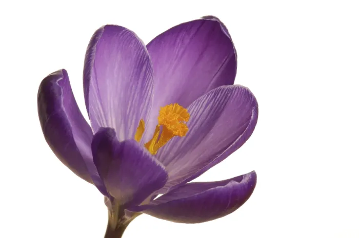 Framed Print : Spring Crocus Print (Crocus vernus hyb.) Framed Print : Spring Crocus Print (Crocus vernus hyb.)