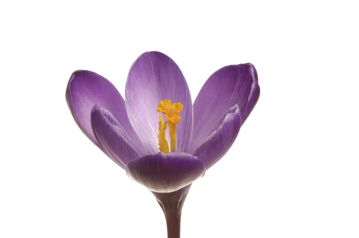 Framed Print : Spring Crocus Print (Crocus vernus hyb.) Framed Print : Spring Crocus Print (Crocus vernus hyb.)