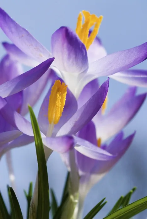 Framed Print : Spring Crocus (Crocus Vernus) Print, Munich, Bavaria Framed Print : Spring Crocus (Crocus Vernus) Print, Munich, Bavaria