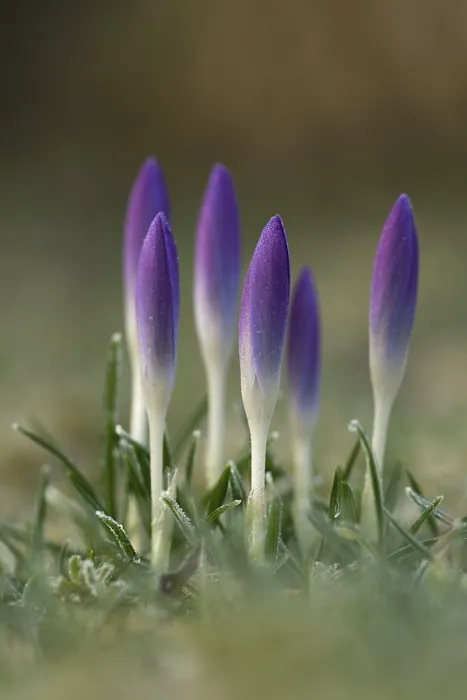Framed Print : Spring Crocus Print (Crocus vernus albiflorus) Framed Print : Spring Crocus Print (Crocus vernus albiflorus)