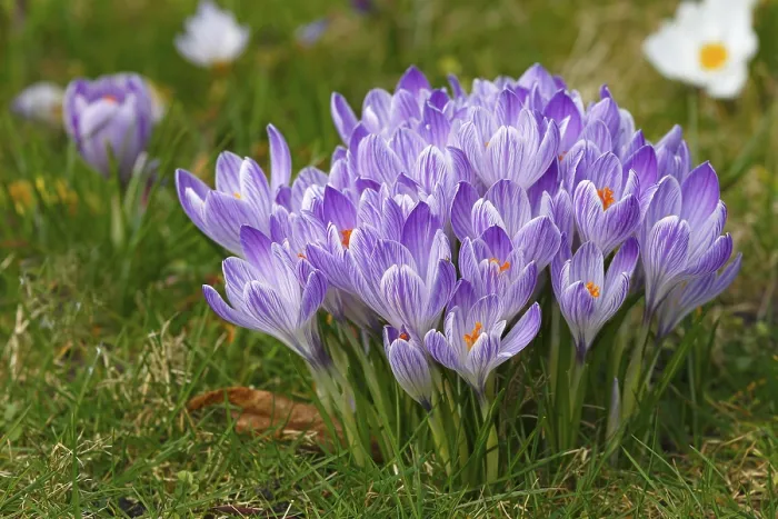 Framed Print : Spring Crocuses (Crocus vernus) in Bloom Print, Germany Framed Print : Spring Crocuses (Crocus vernus) in Bloom Print, Germany