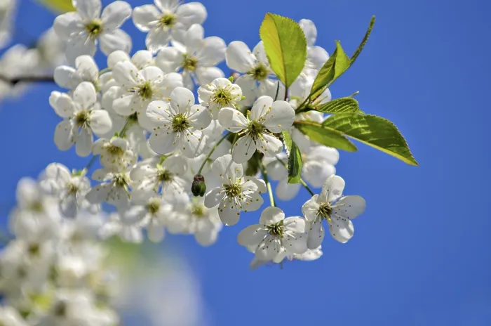 Framed Print : Spring Flowers on Cherry Branches Print Framed Print : Spring Flowers on Cherry Branches Print