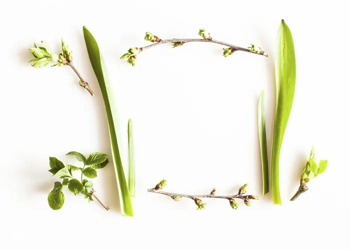Framed Print : Spring Greenery Print on White Background