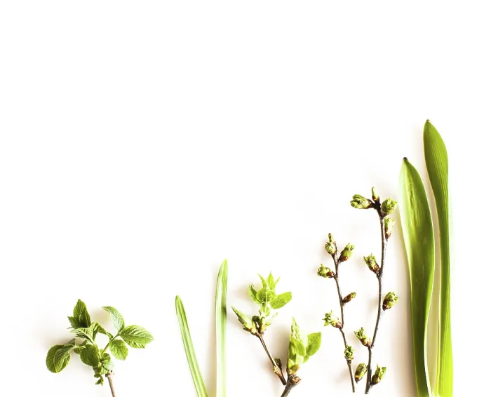 Framed Print : Spring Greenery Print on White Background Framed Print : Spring Greenery Print on White Background