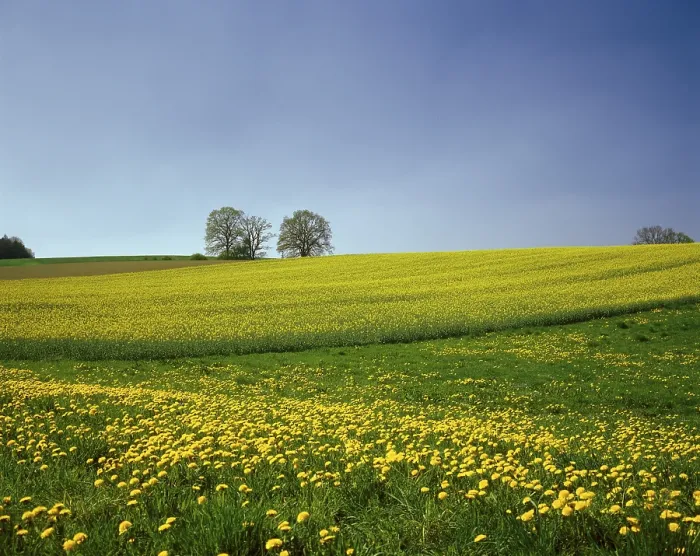 Framed Print : Print of a Spring Meadow in Upper Bavaria, Germany Framed Print : Print of a Spring Meadow in Upper Bavaria, Germany