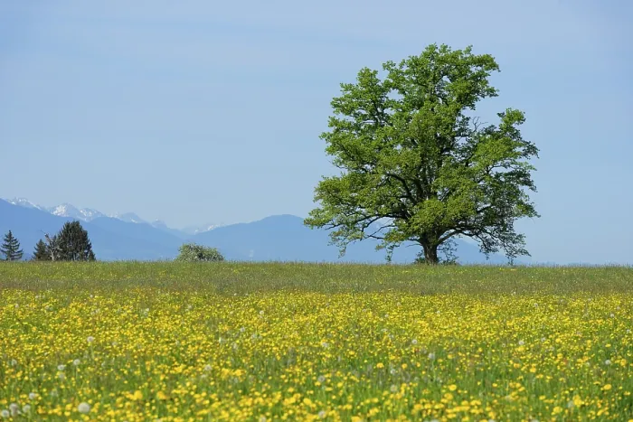 Framed Print : Spring meadows with solitary tree Print, Sonnenhofen, Germany Framed Print : Spring meadows with solitary tree Print, Sonnenhofen, Germany