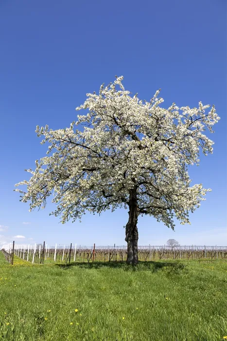 Framed Print : Cherry Blossom Tree Print Framed Print : Cherry Blossom Tree Print