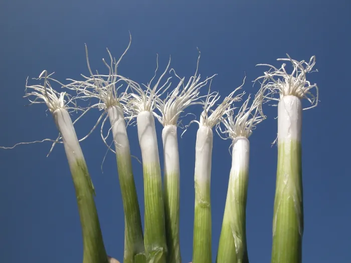 Framed Print : Spring Onions Print Framed Print : Spring Onions Print