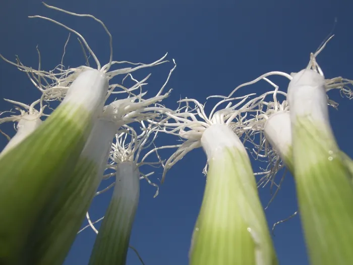 Framed Print : Spring Onions Print Framed Print : Spring Onions Print