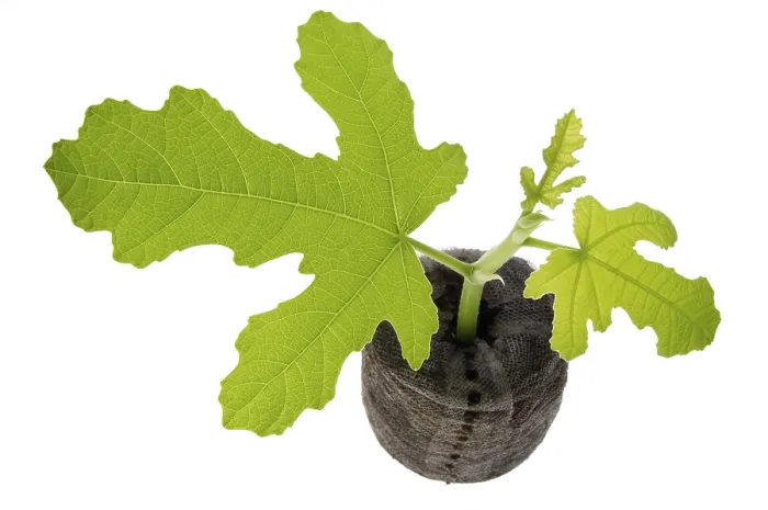 Framed Print : Fig Spring Plant Print Framed Print : Fig Spring Plant Print