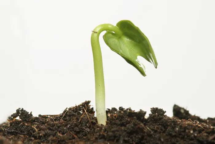 Framed Print : Spring! - Sapling on nutrient-rich soil Print