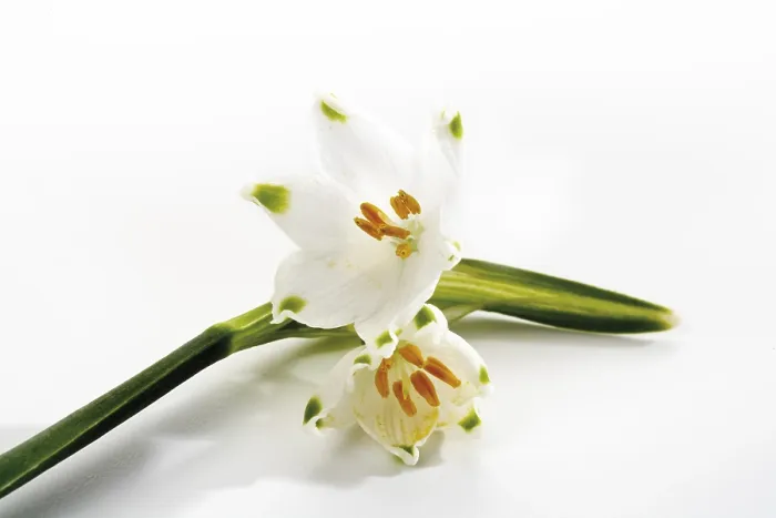 Framed Print : Spring Snowflake Print - Delicate Winter Bloom