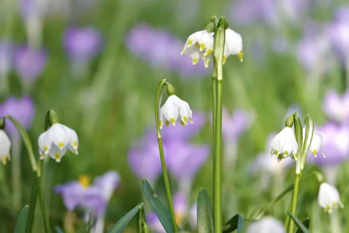 Framed Print : Spring Snowflake in a Crocus Meadow Print, Germany