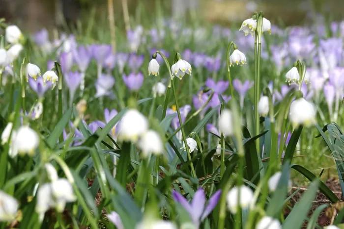Framed Print : Spring Snowflake in a Crocus Meadow Print, Germany Framed Print : Spring Snowflake in a Crocus Meadow Print, Germany