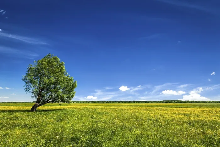 Framed Print : Spring Landscape Print: Blooming Meadow Under Blue Sky Framed Print : Spring Landscape Print: Blooming Meadow Under Blue Sky