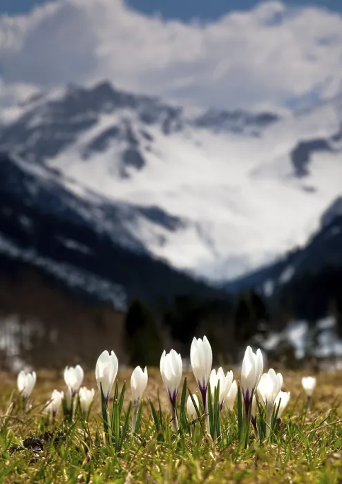 Framed Print : Springtime in the Alps Print by Lichtenstein Framed Print : Springtime in the Alps Print by Lichtenstein