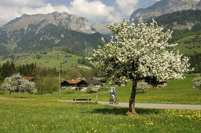 Framed Print : Springtime in the Simmental, Daerstetten Print