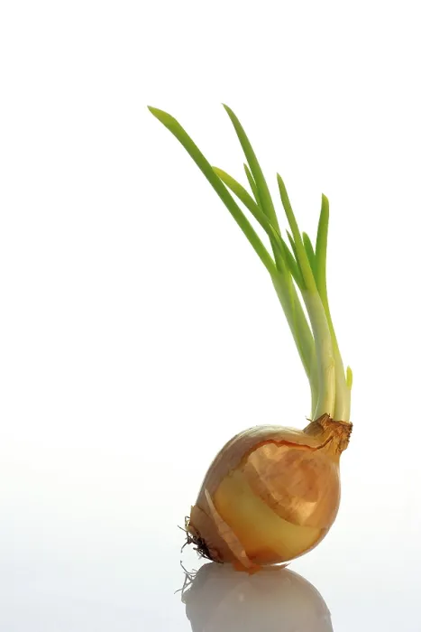 Framed Print : One Sprouting Onion Print Framed Print : One Sprouting Onion Print