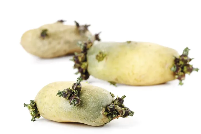 Framed Print : Sprouting Potatoes Print