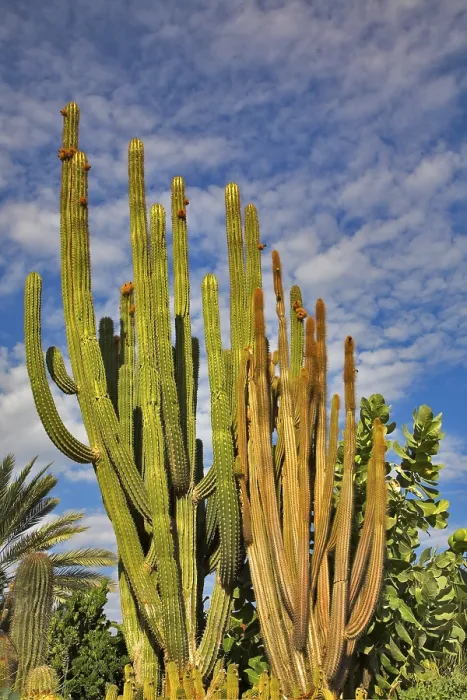 Framed Print : Cactus Landscape Print with Cloudy Sky Framed Print : Cactus Landscape Print with Cloudy Sky