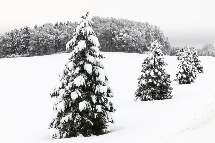 Framed Print : Spruce and Pine in Winter Print, Leibertingen, Germany Framed Print : Spruce and Pine in Winter Print, Leibertingen, Germany