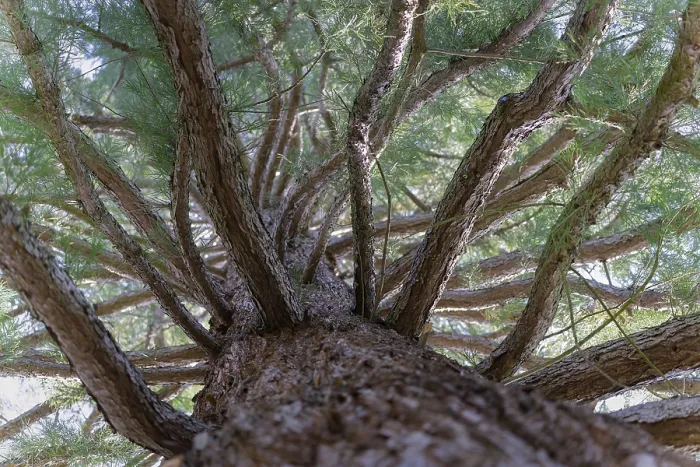 Framed Print : Spruce Tree Print: Trunk, Branches and Needles Framed Print : Spruce Tree Print: Trunk, Branches and Needles